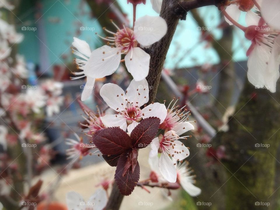 flowers