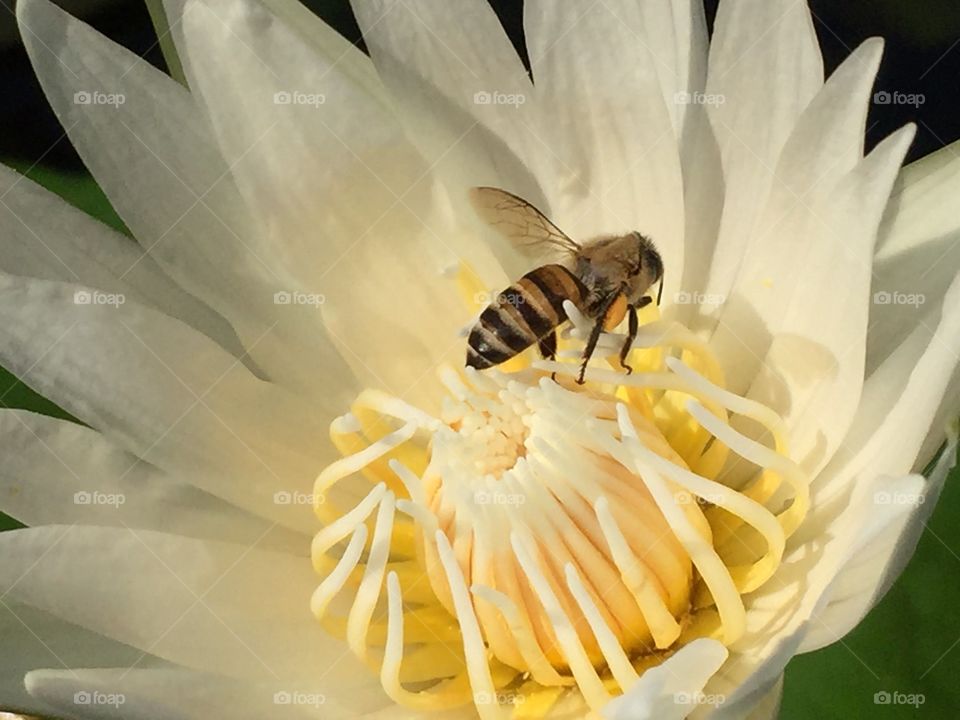 Lotus, bee