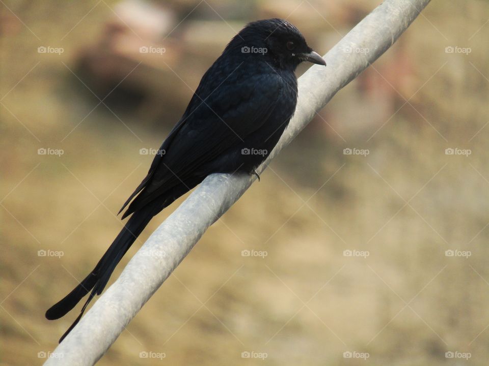 The black drongo (Dicrurus macrocercus) is a small Asian passerine bird of the drongo family Dicruridae.