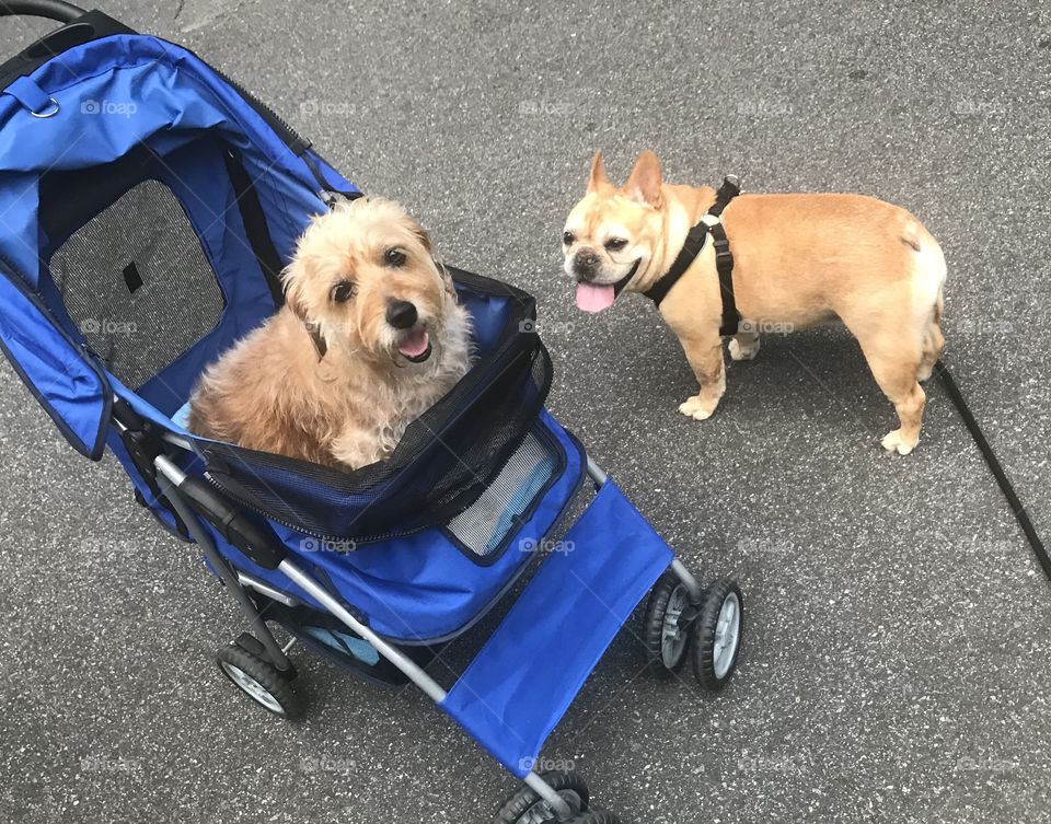 Paralyzed little dog, sweet, crippled, Terrier, bulldog, friends, frolic, outing, canine help, dog in a stroller, French bulldog, neighborhood dog walk