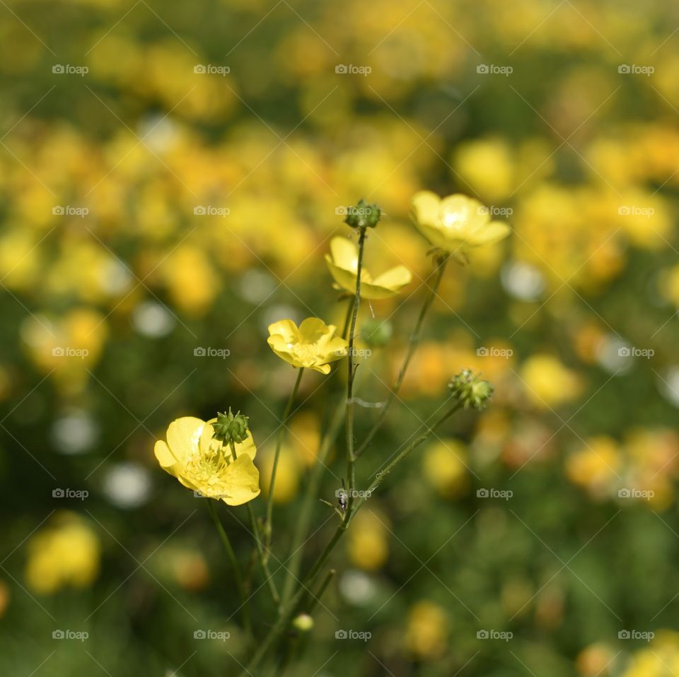 Buttercups in the sun