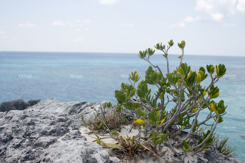 Bermuda Beach Plant. Landscape. Taken May 2014.