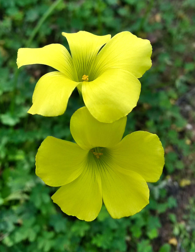 yellow bell flowers