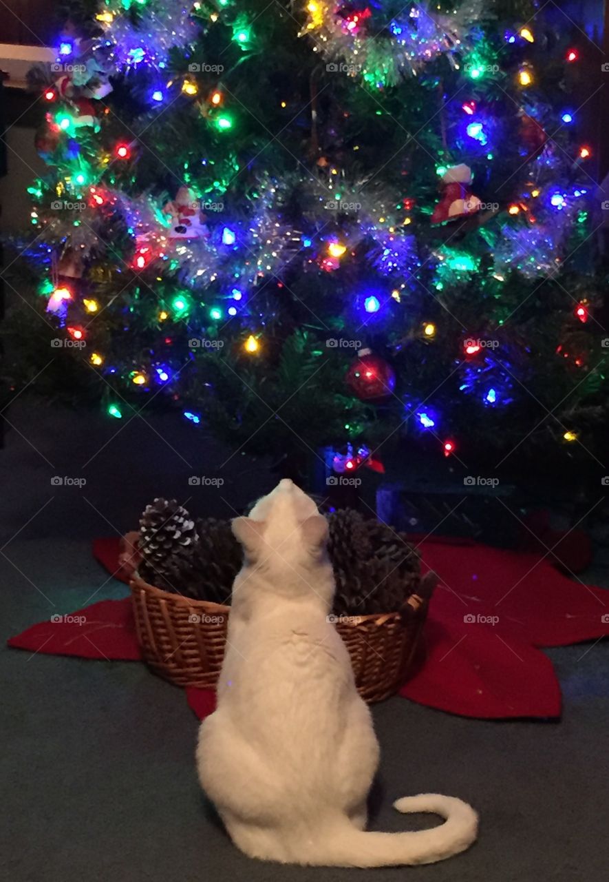 Cat and Christmas Tree