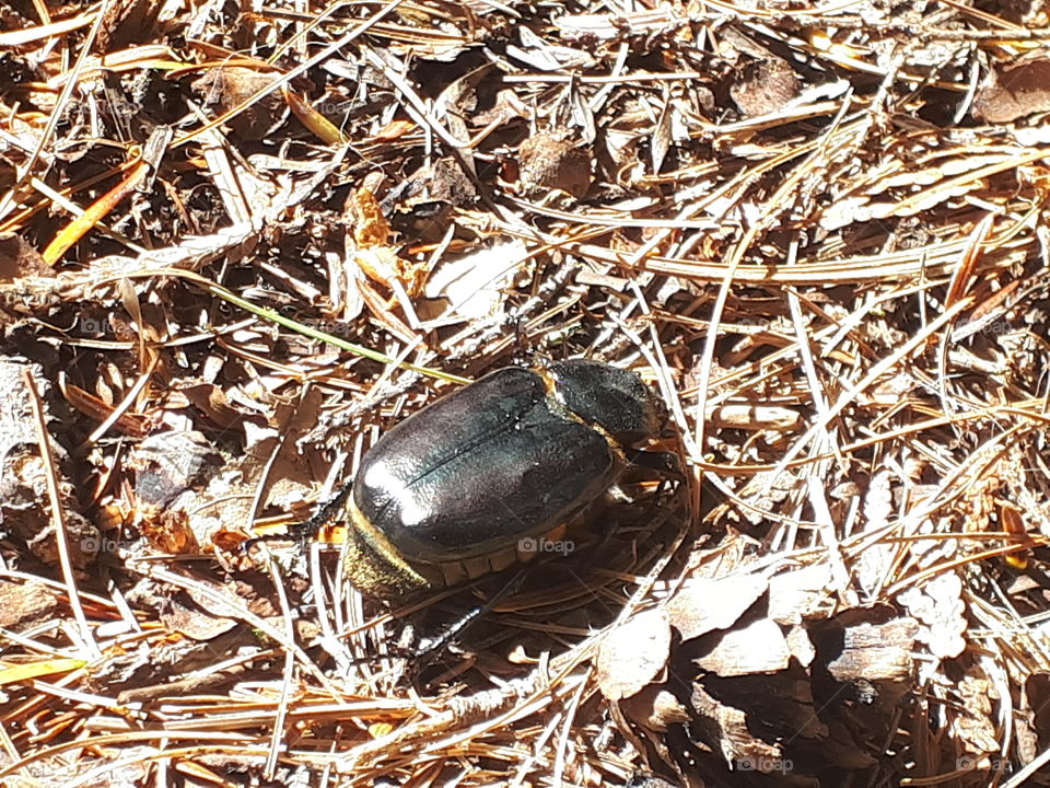 A big ol beetle.