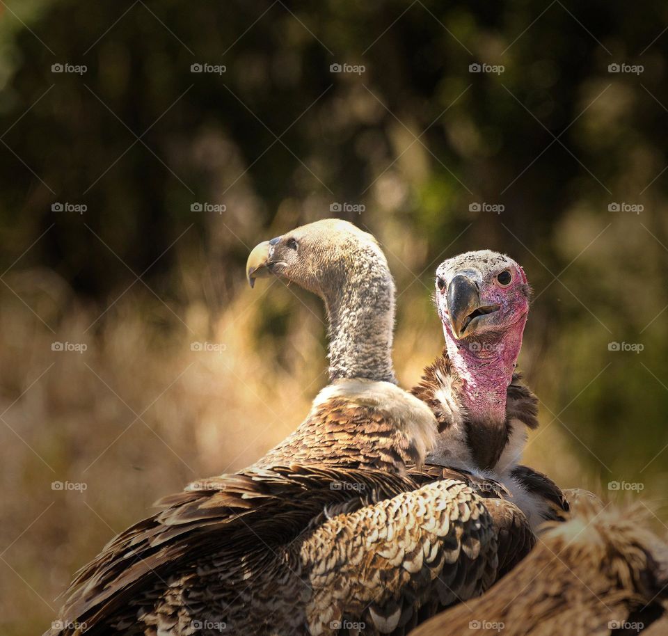 vulture