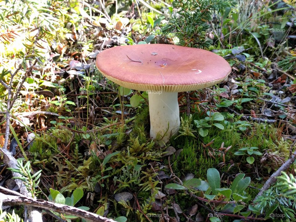 toadstool