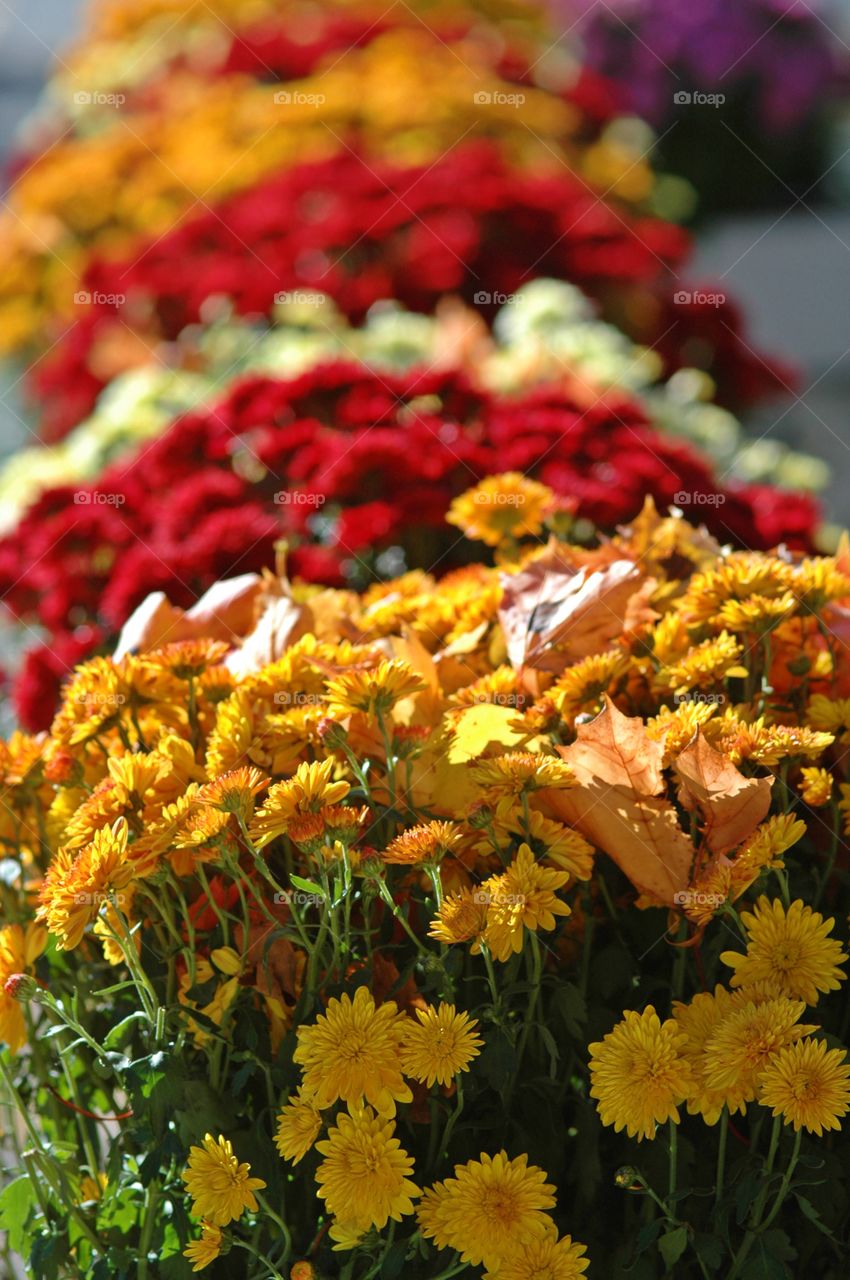 First signs of Autumn - Autumn colors - As days grow shorter and cooler, plants and flowers take on a new persona, changing into warm amber, russet, reds and sepia tones.