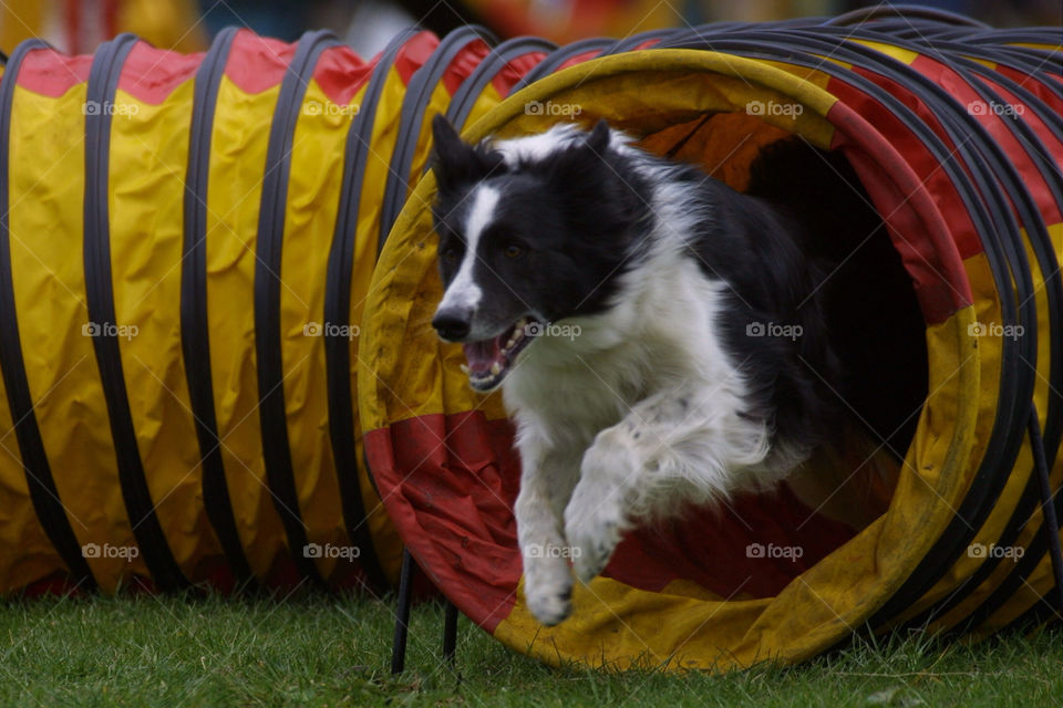 Border Collie agility