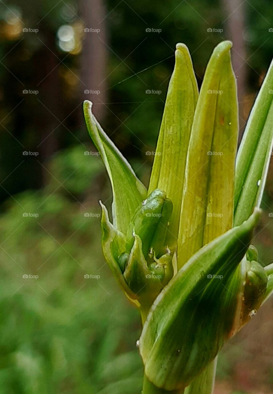 this will be a beautiful orange Daylily in a couple of days.
