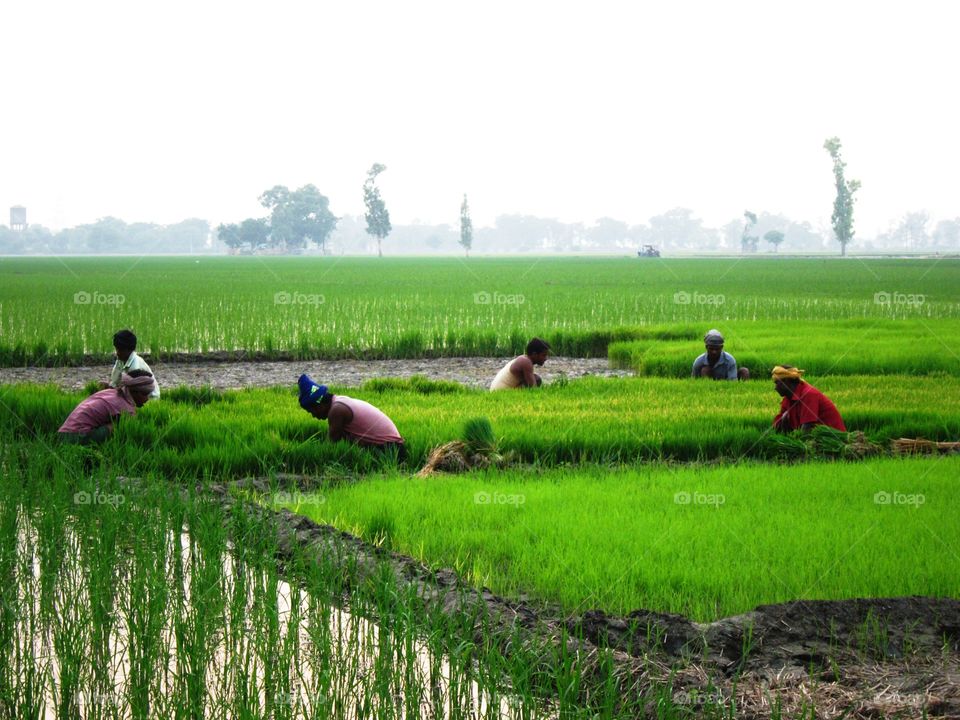 rice field...