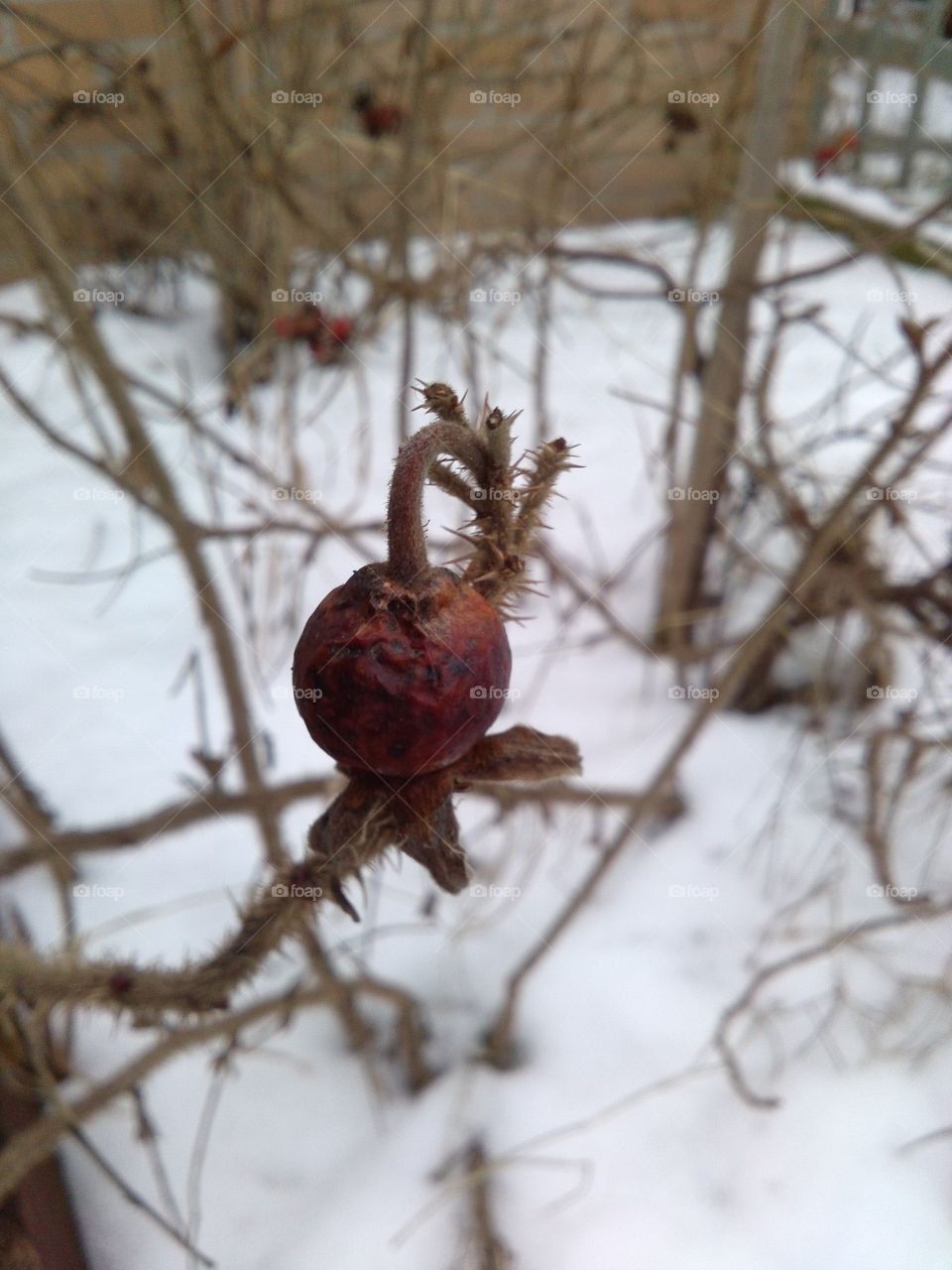 wild rose fruit