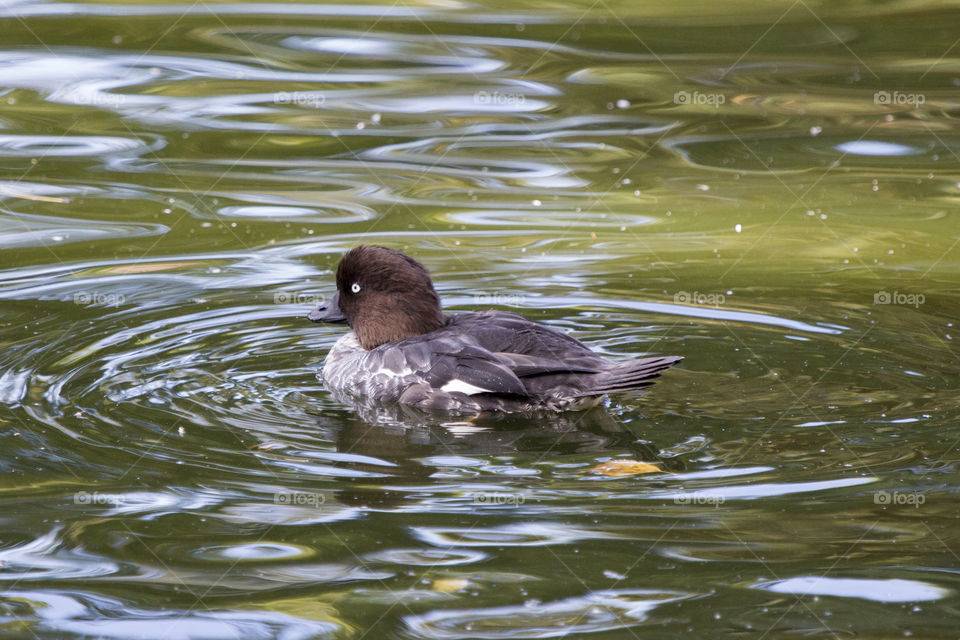 Pochard duck swimming