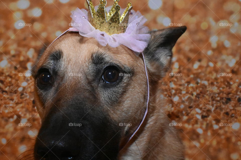 Princess doggo