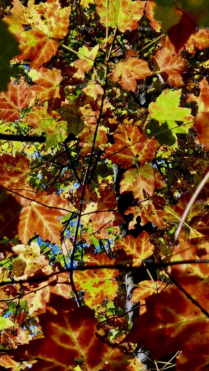 Rich autumn colored leaves with just a hint of blue sky above. 