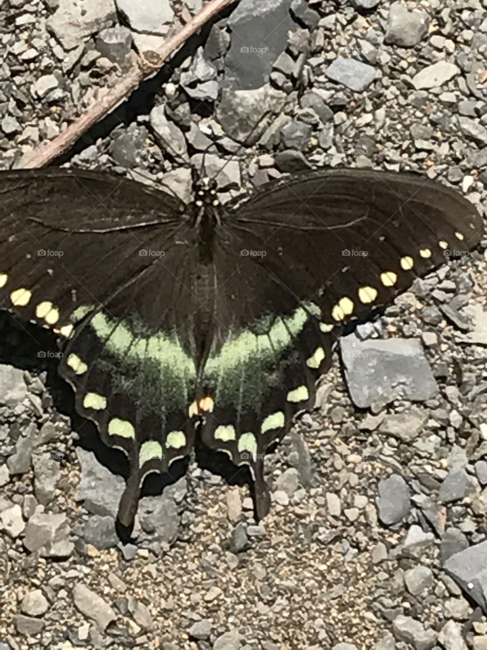 Wild  Butterfly in Rensselaer, NY. 
