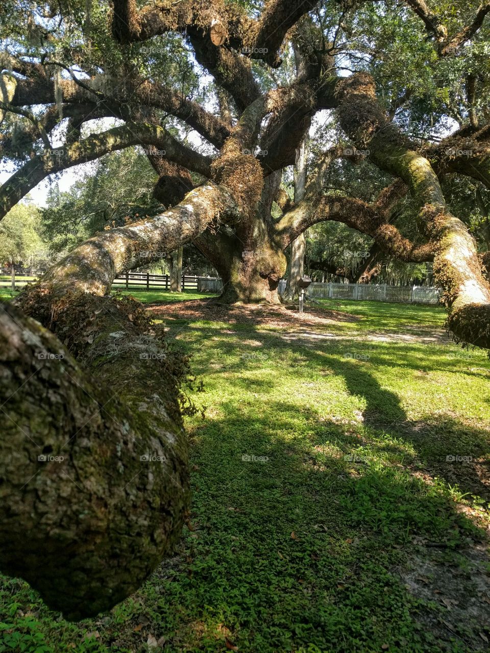 Old Tree