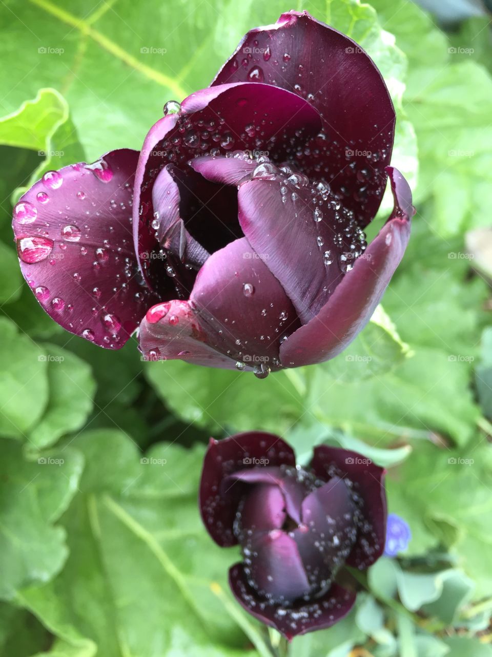 Garden tulips with rain drops 