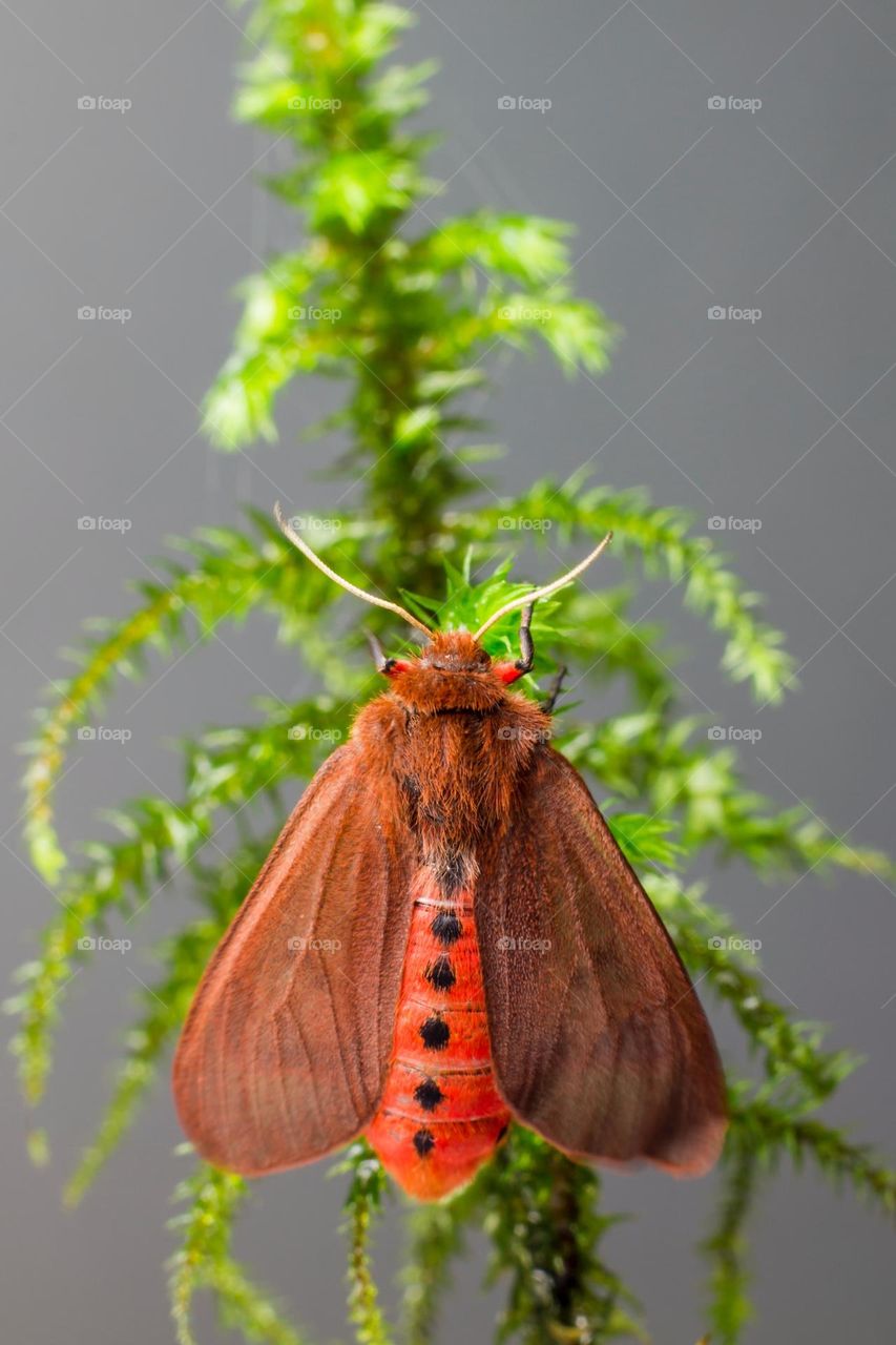 Beautiful and colourful butterfly
