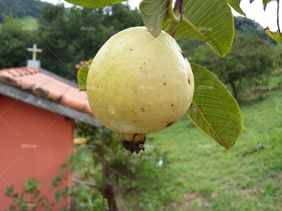 Guava