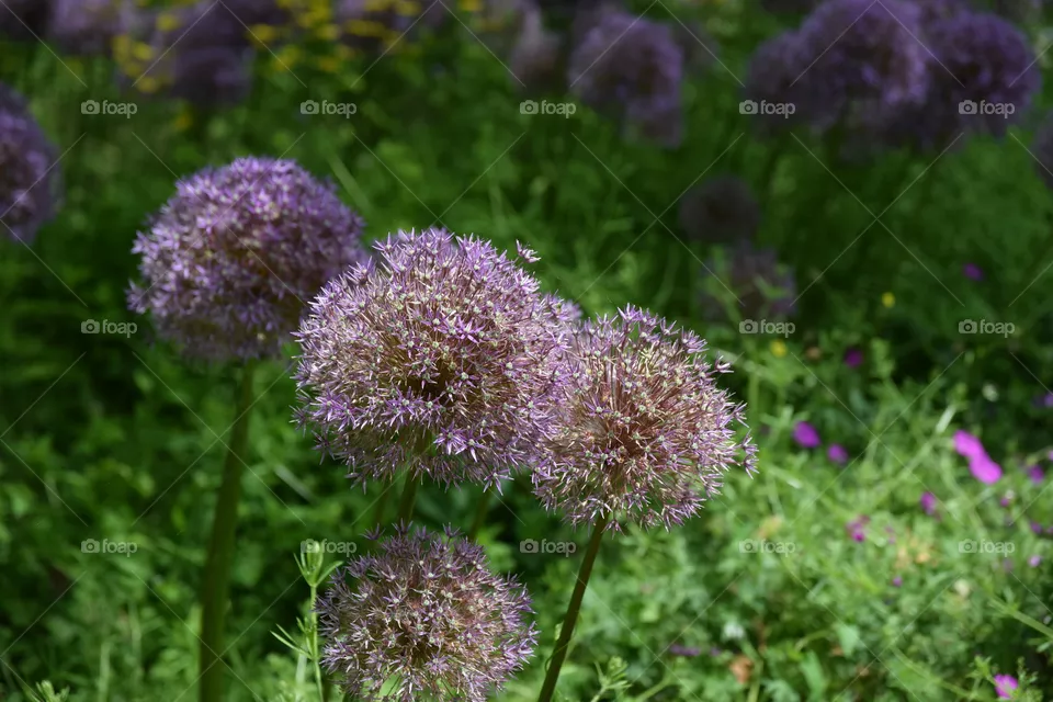 beautyful flowers