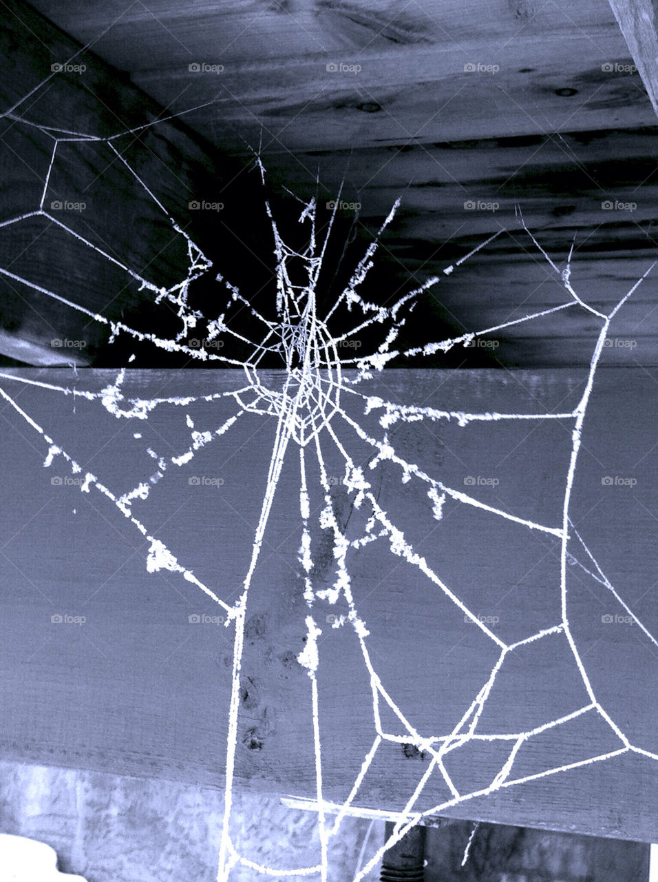 Spider, Spiderweb, Cobweb, Danger, Trap