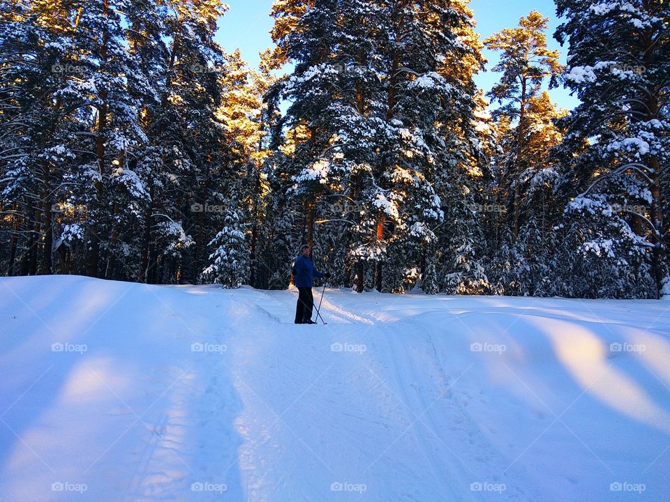 Skiing in winter woods