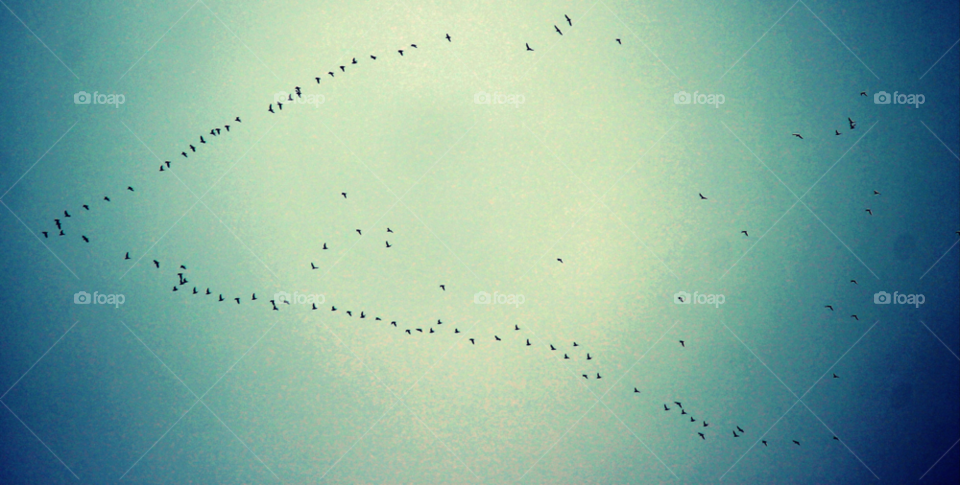 birds flying flock by OJMitchell