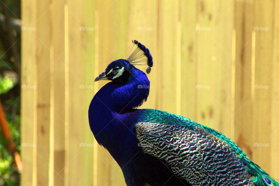 nature birds wildlife peacock by avphoto