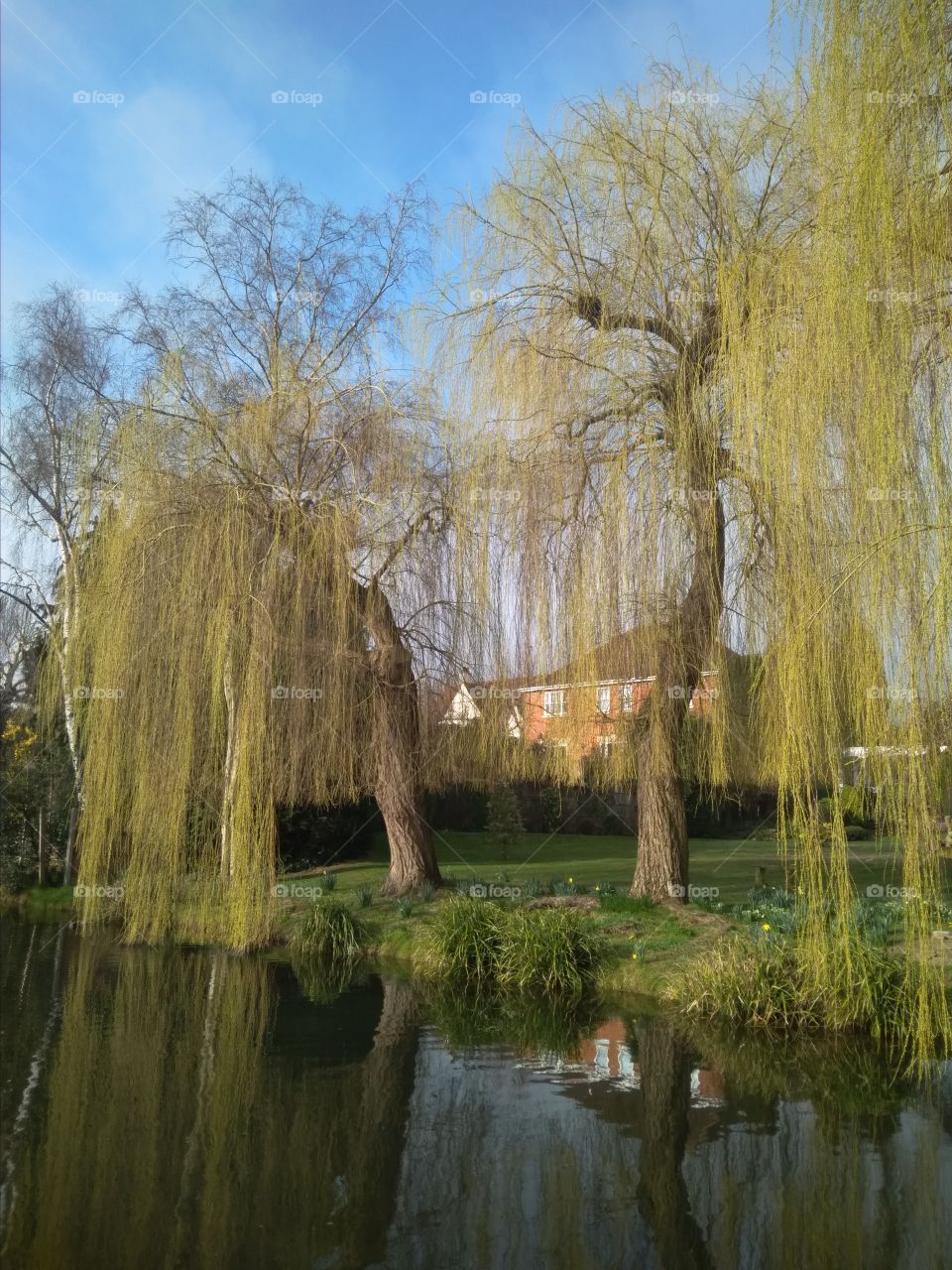 Two Weeping Willow Trees Hertfordshire