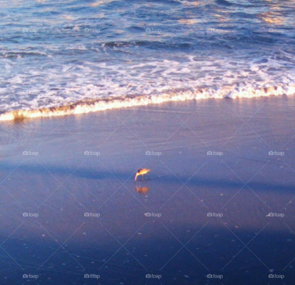 Sandpiper in the Early Dawn