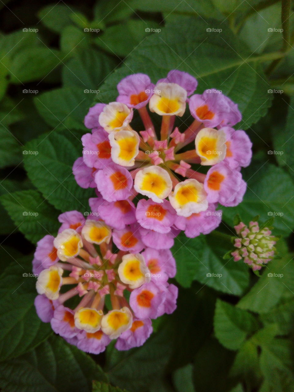 Purple and Yellow Flowers