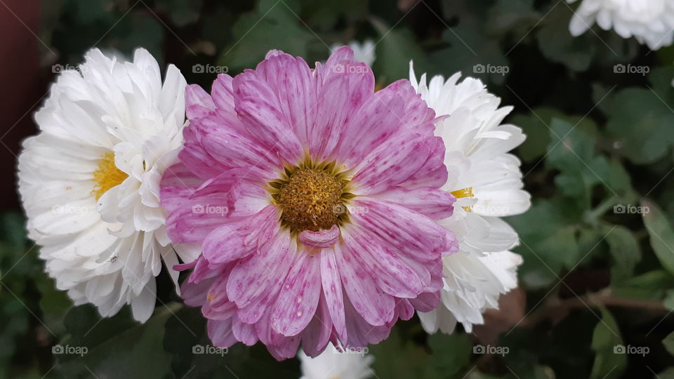 Natural beautiful flowers close up