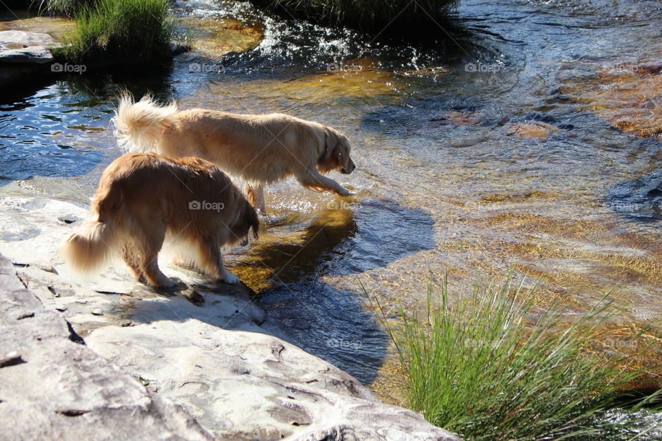 Couple Golden retriever puppy swimming in the river