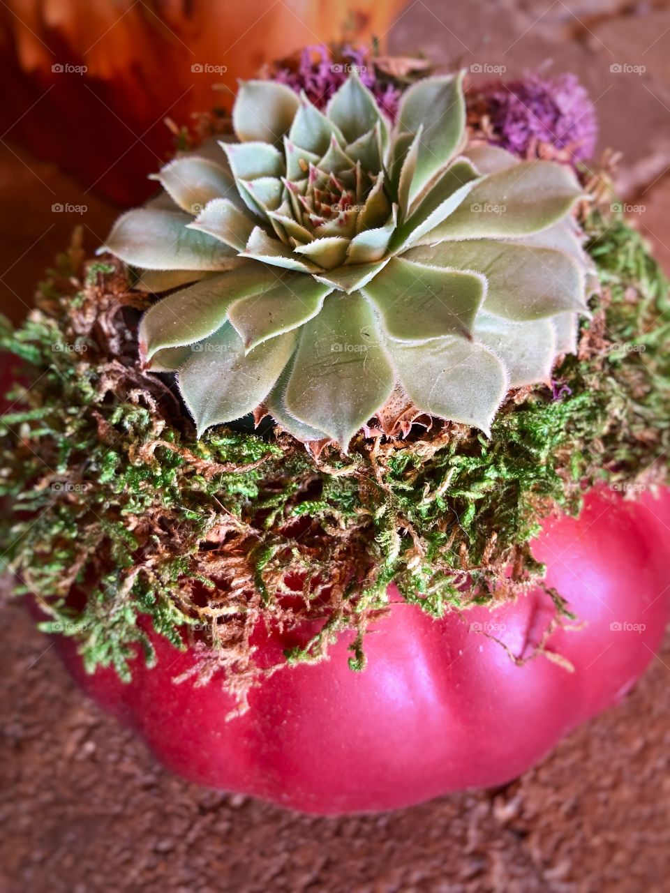Succulent in a Red Pot