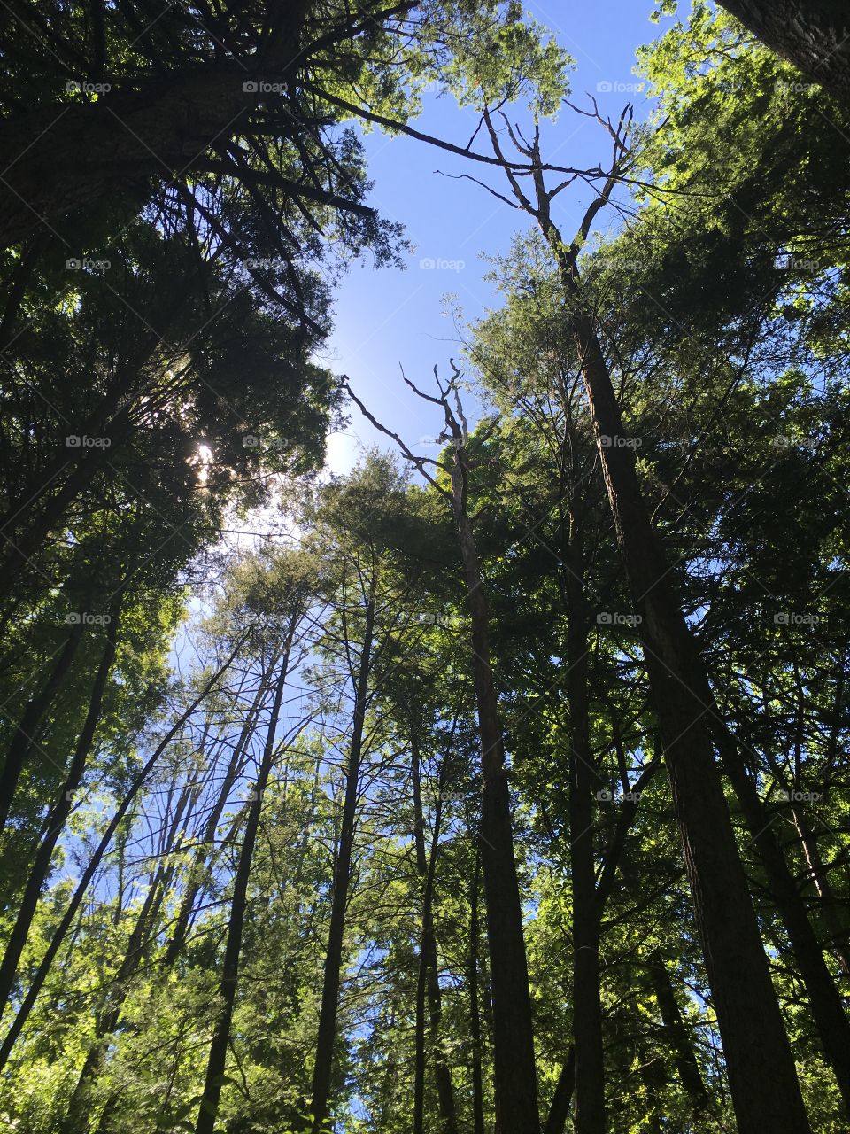 Hiking among trees