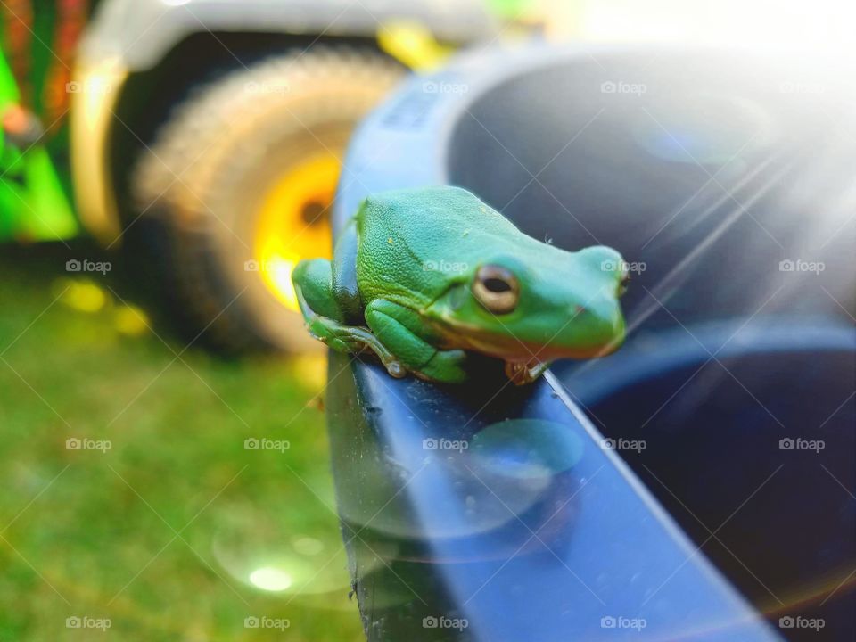 Frog Day Afternoon