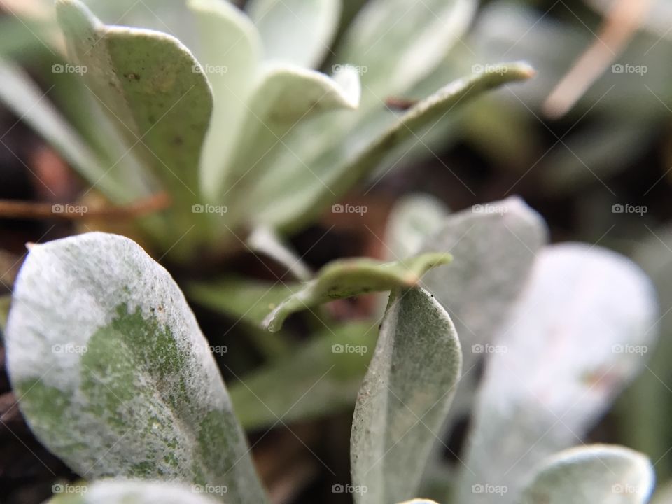 Close up of succulent 
