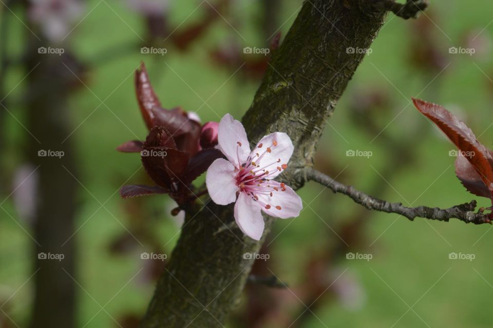 sakura flower