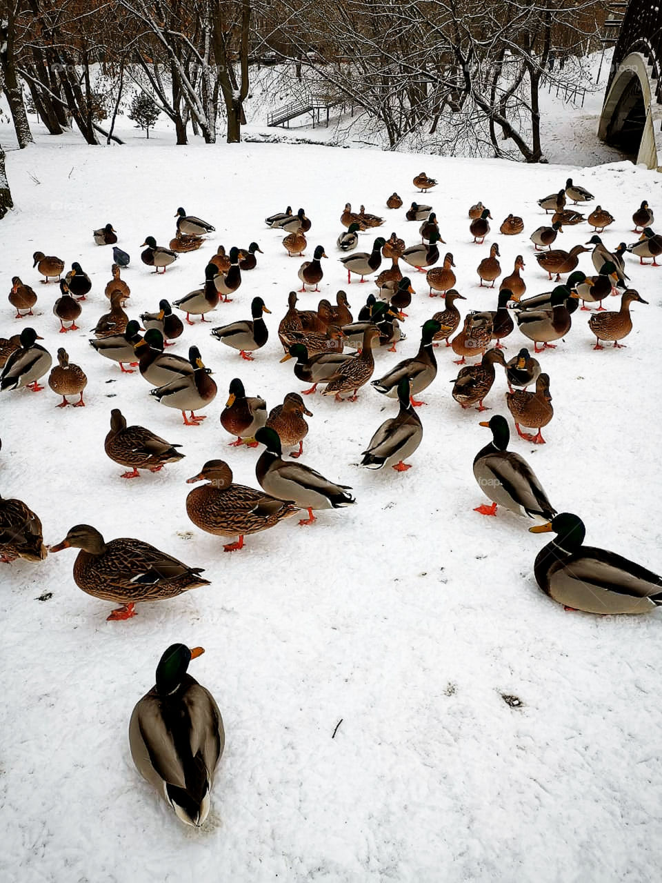 Winter collection of ducks