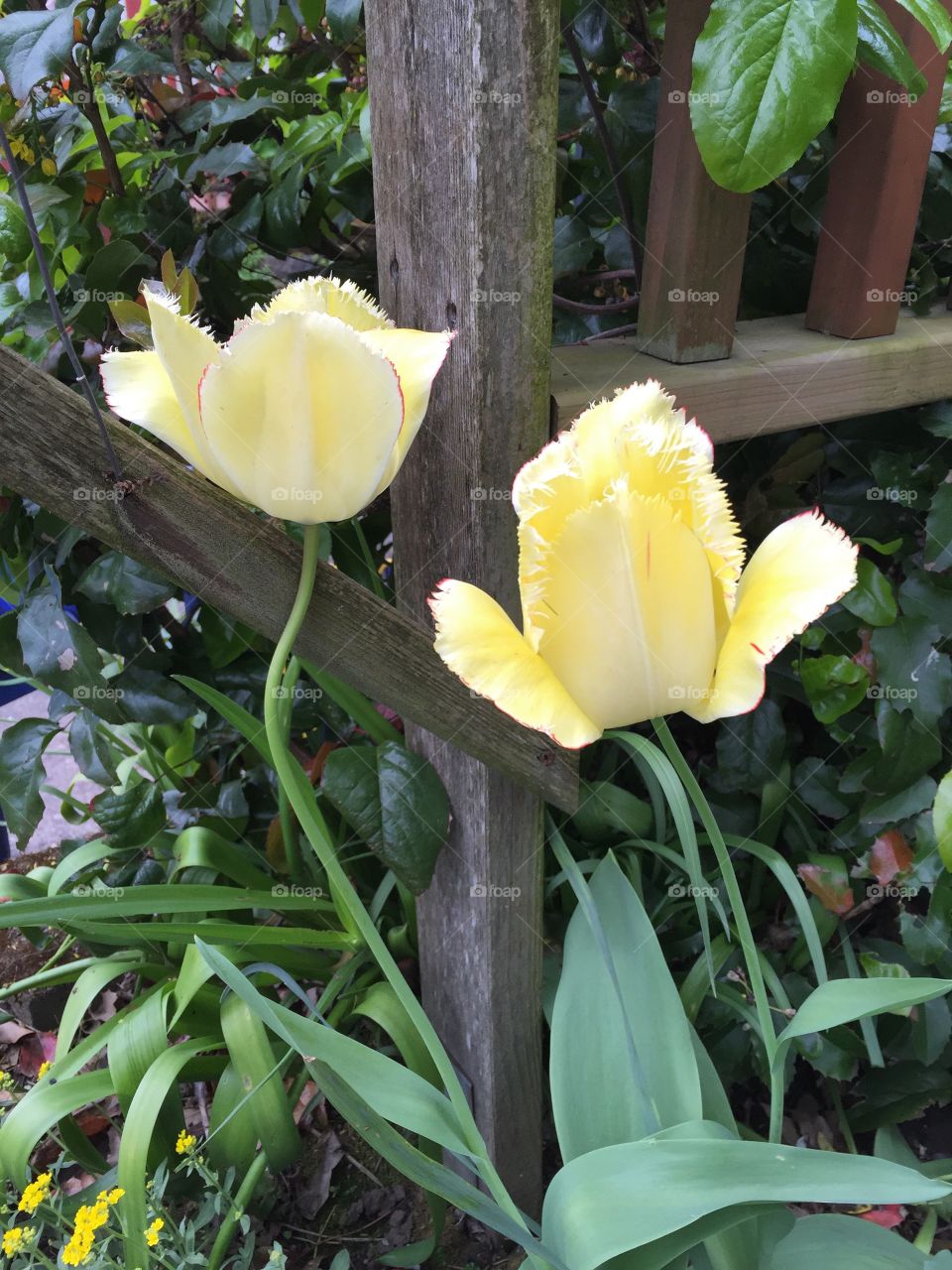 Close-up of tulip flower