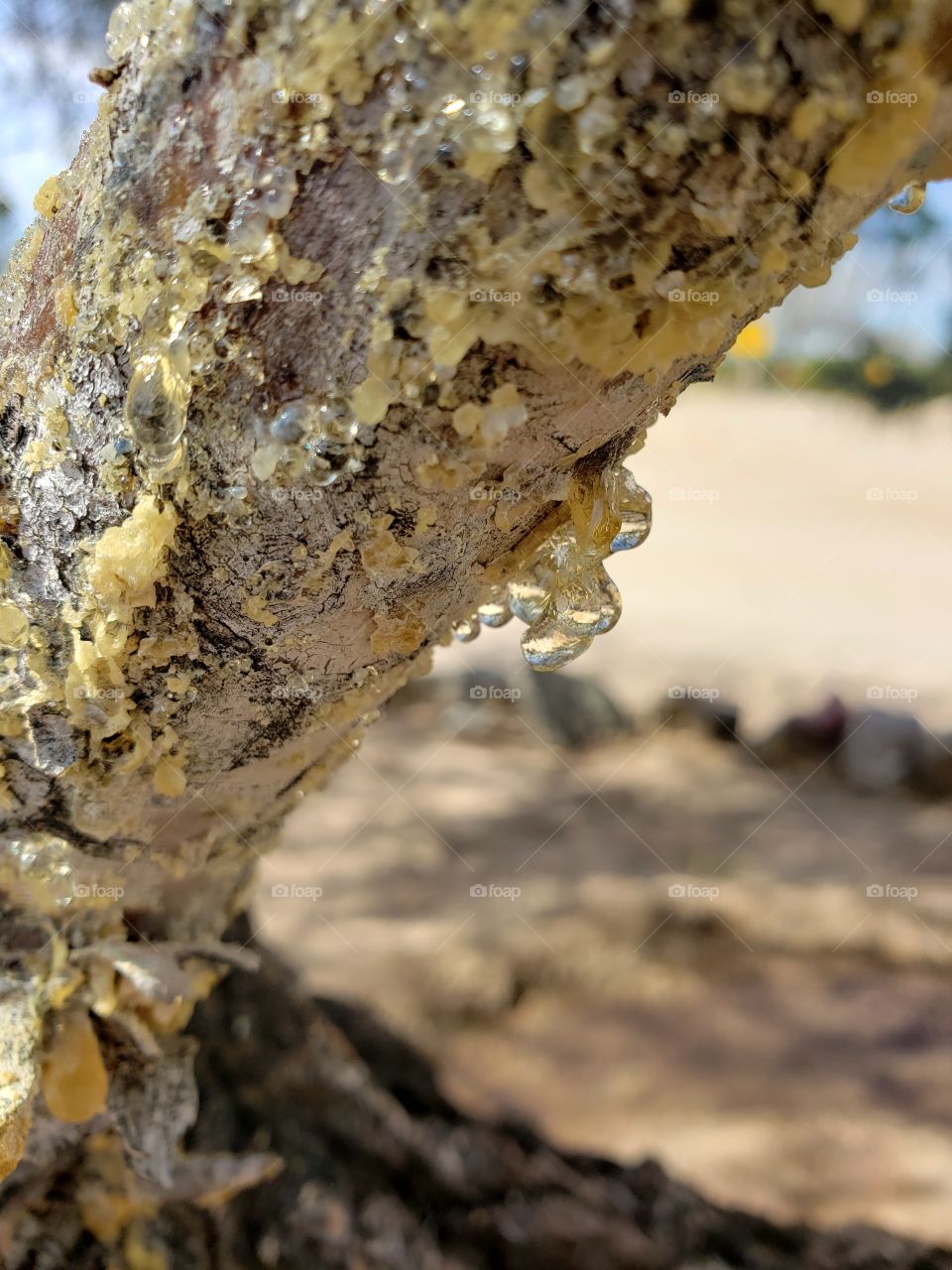 tree sap 2
