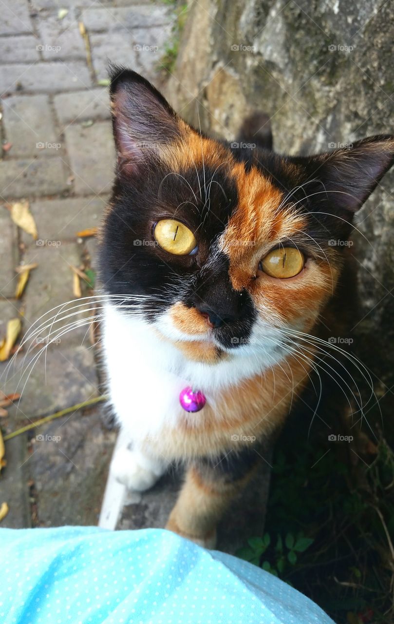 Calico cat...