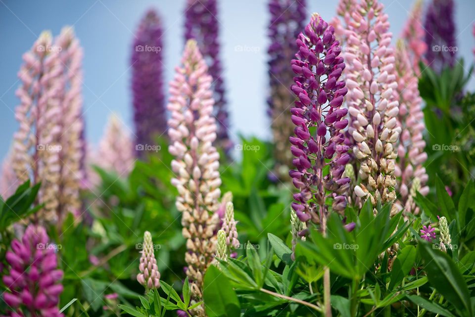 Purple lupine