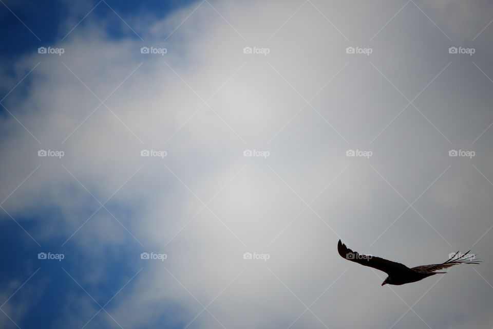 Hawk Flying through Clouds