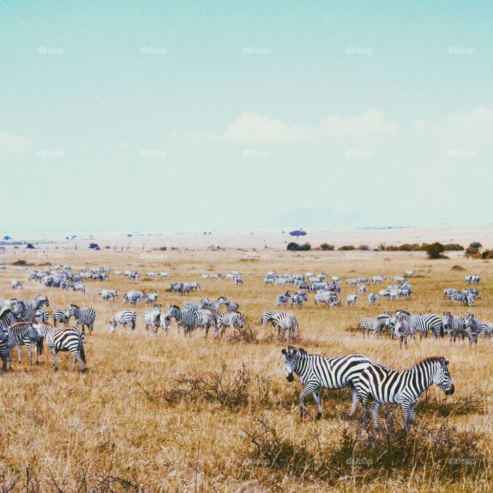 Maasai Mara Zebra
