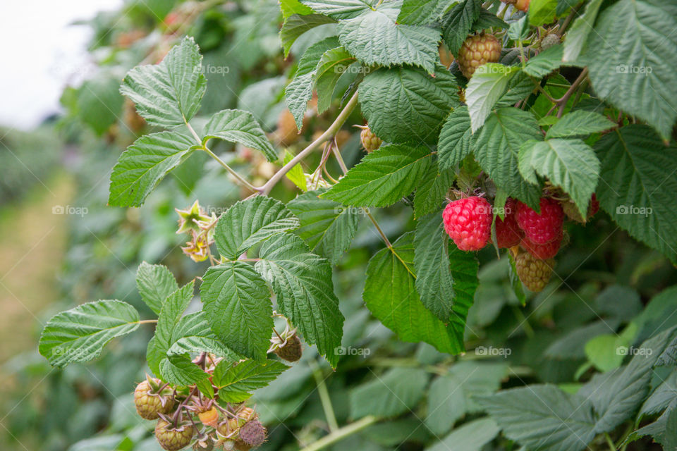 Raspberries on a bush.