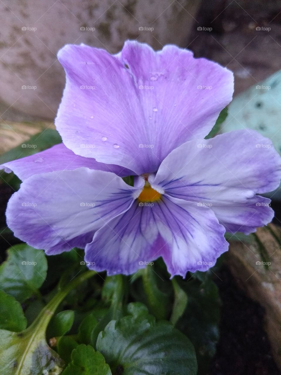 Purple and blue blossom close-up