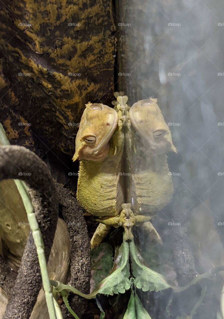 Crested Gecko