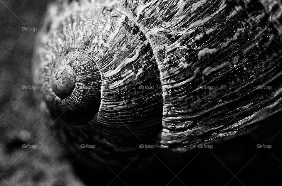nature bw snail animals by resnikoffdavid
